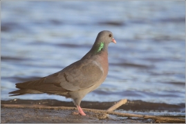 <p>HOLUB DOUPŇÁK (Columba oenas) Varnsdorf /Stock dove - Hohltaube/</p>